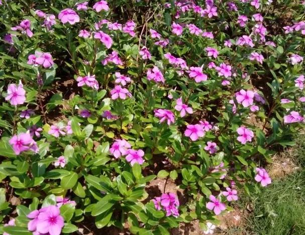 长春花图片赏析粉色紫色常绿花卉植物